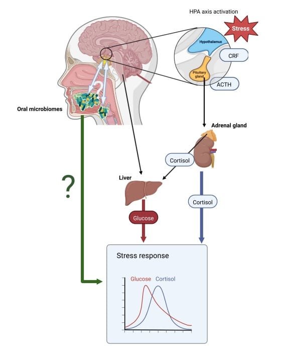 Image2 Infographic showing how herbal compounds interact with stress pathways in the body, featuring a simplified visual of the HPA axis and how herbs influence cortisol levels