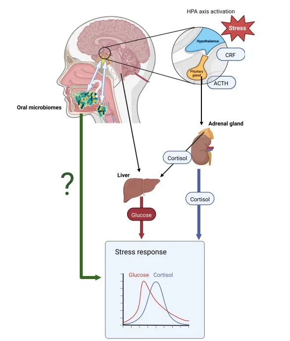 Infographic showing how herbal compounds interact with stress pathways in the body, featuring a simplified visual of the HPA axis and how herbs influence cortisol levels