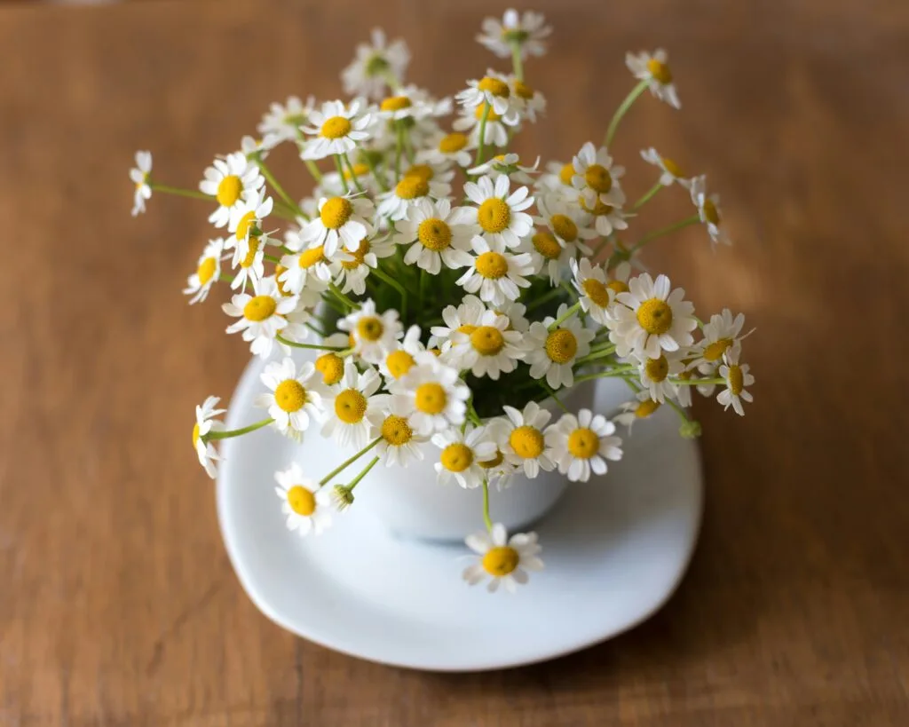 A bunch of chamomile in a tea cup