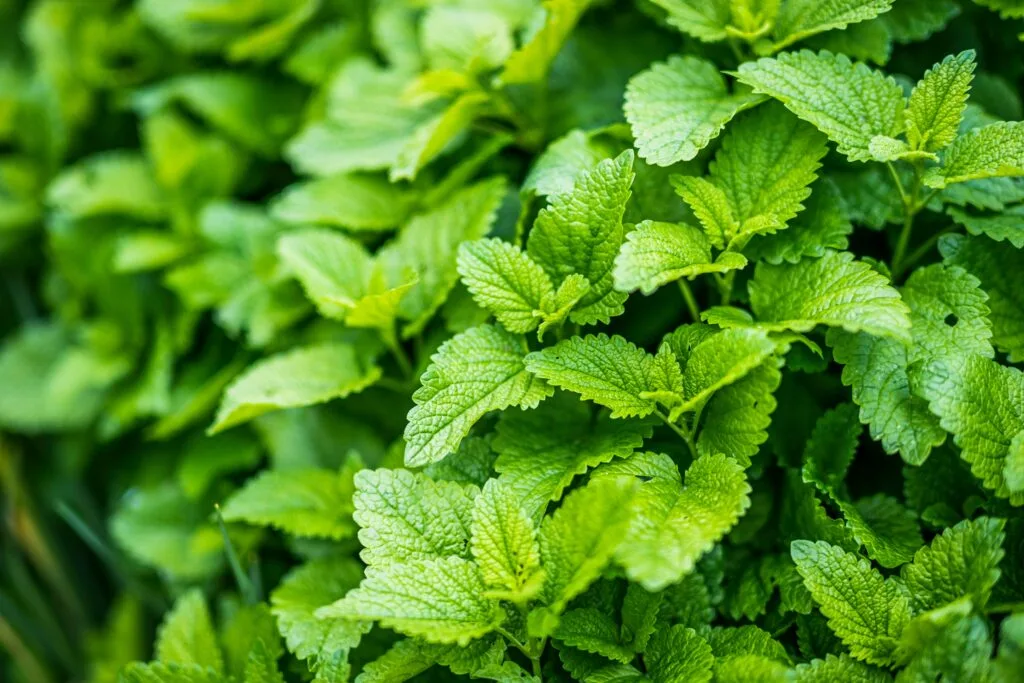 Lemon Balm (Melissa officinalis). This plant smells like a Heaven full of lemons. 